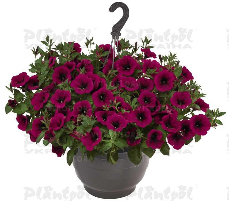 Петунія Sweetunia Kardinal (Vitroflora)