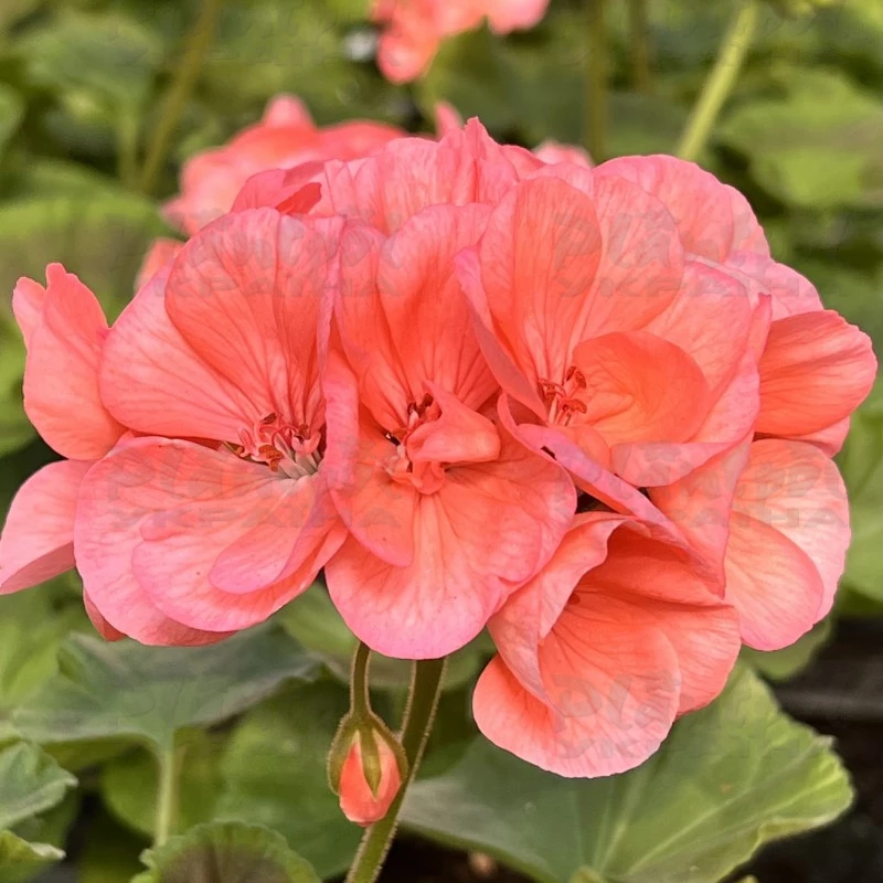 Садовий центр Плантпол-Україна, фото 3