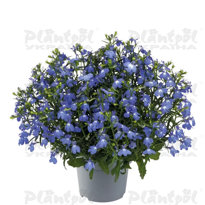 Лобелія erinus Masterpiece Sky Blue (510 палета/Florensis)