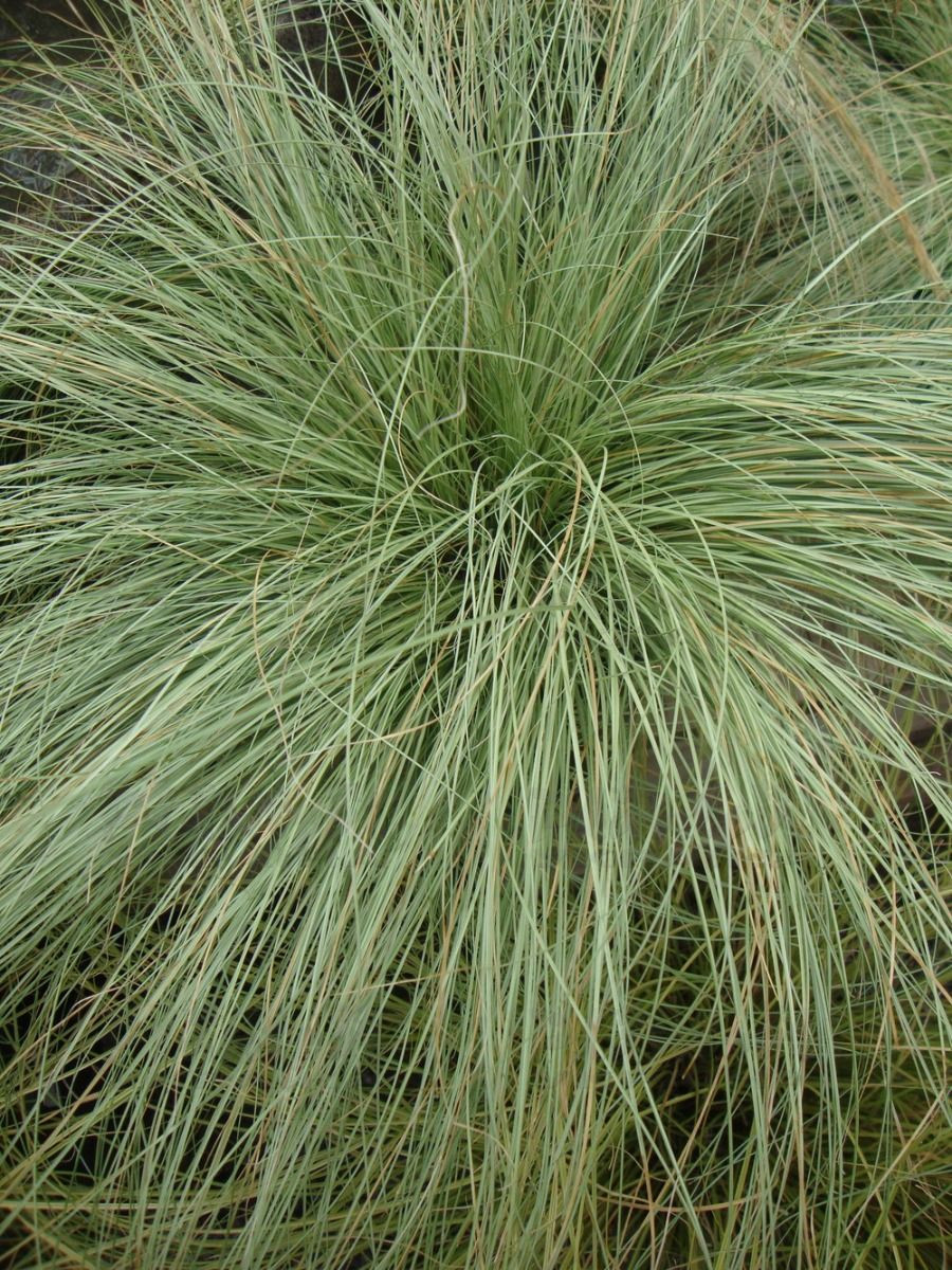 Карекс Amazon Mist (Plantpol)