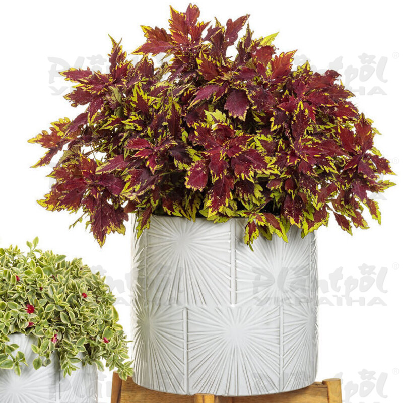 Колеус Royale Apple Brandy