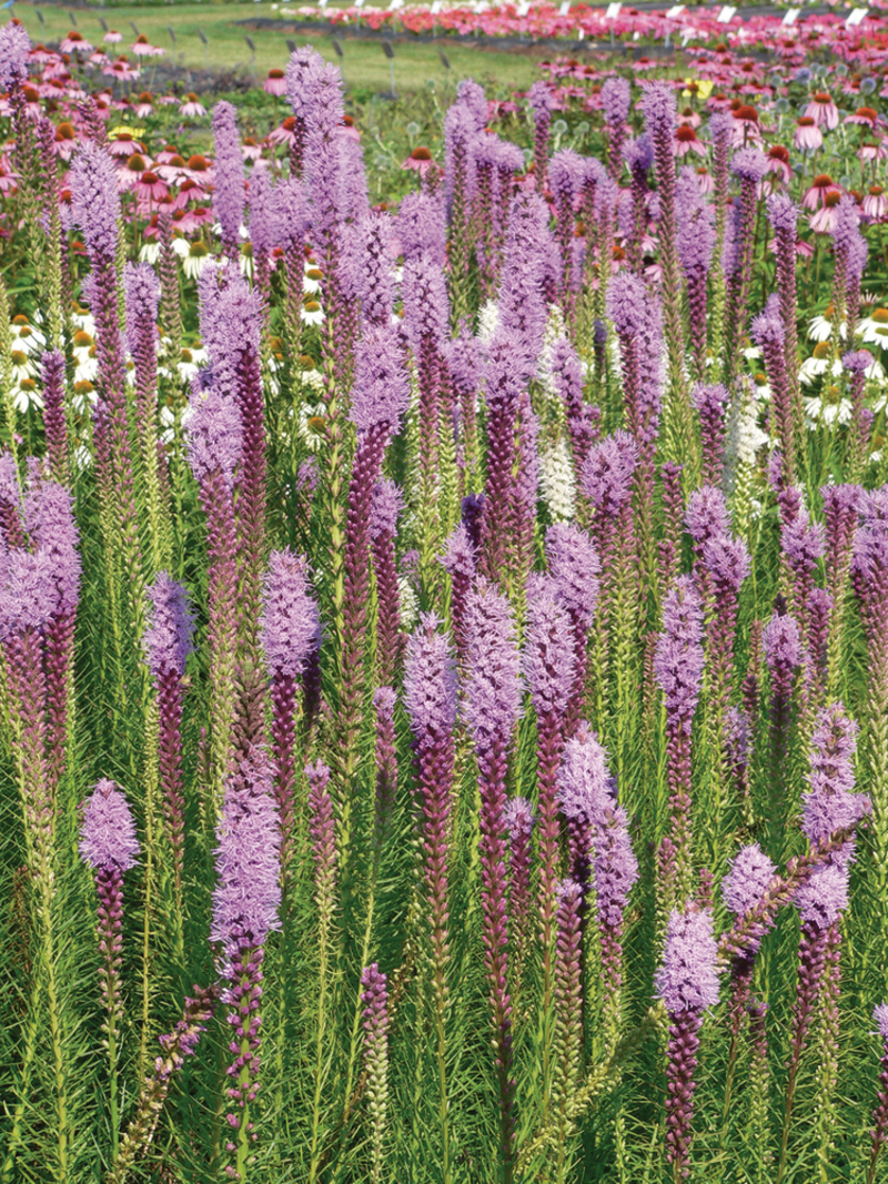 Ліатріс Floristan® Violet (Florensis)