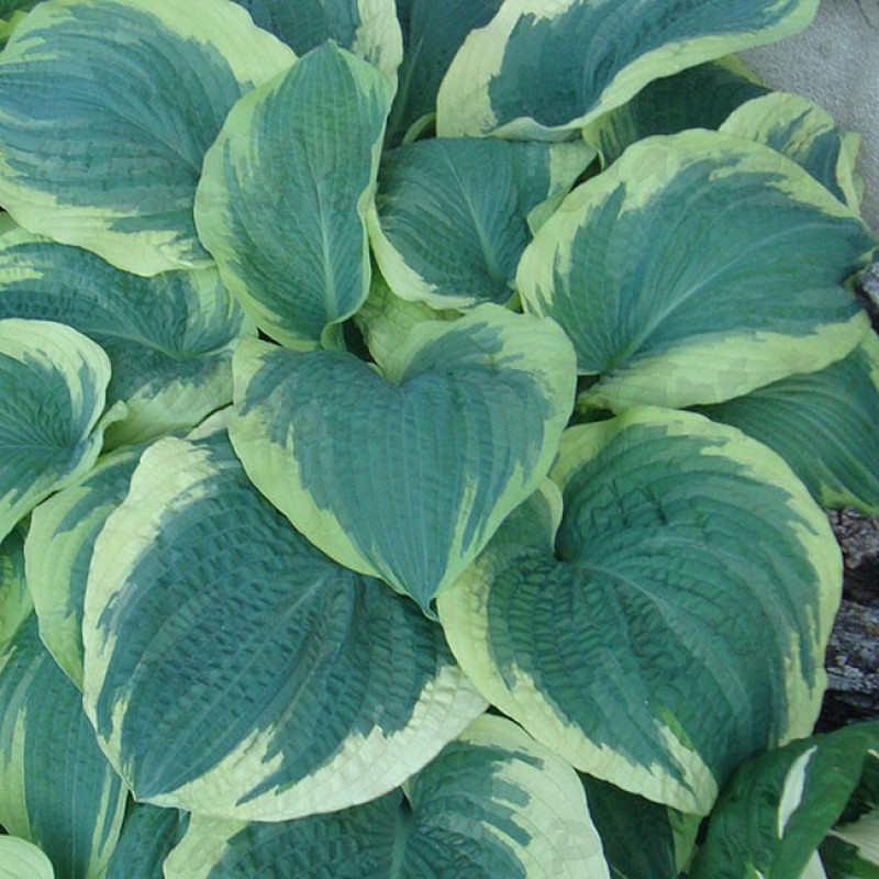 Хоста гігантська American Halo (Vitroflora)