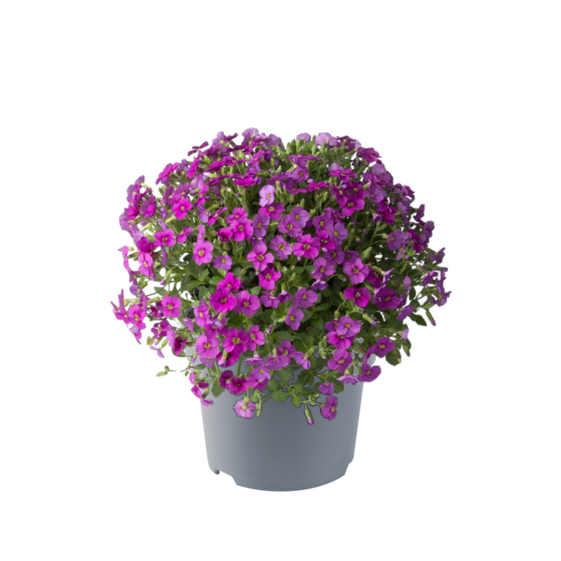 Обрієта Florado Rose Red