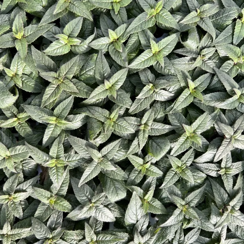 Фото 4