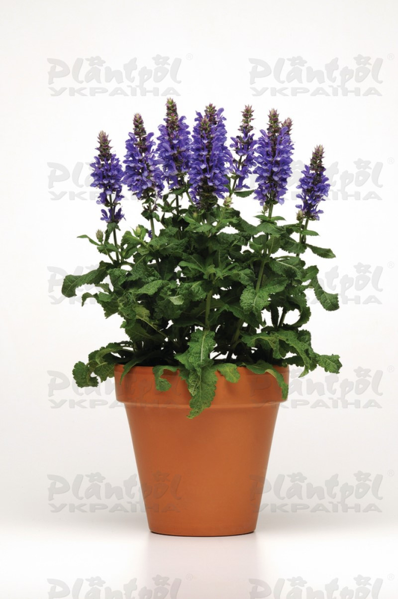 Шавлія nemorosa Marvel Blue (Florensis)
