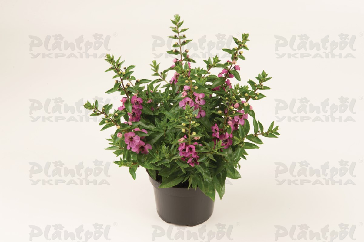 Ангелонія angustifolia Serenita® Pink (288 палета/Florensis)
