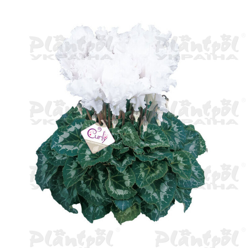 Цикламен Halios Curly Blanc ( White)