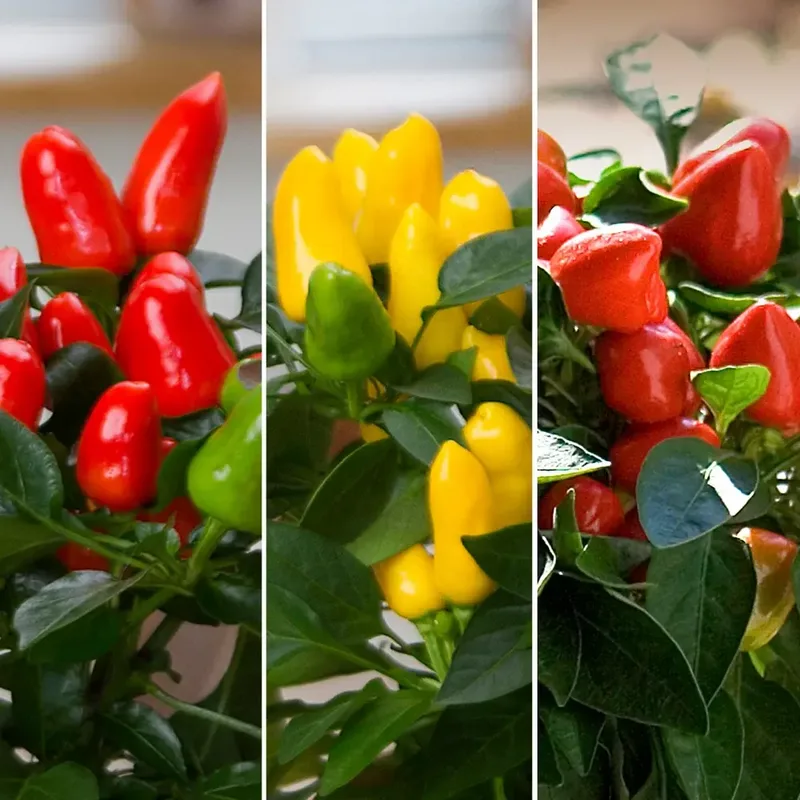 Капсікум annuum Samba Yellow (288 палета/Florensis)