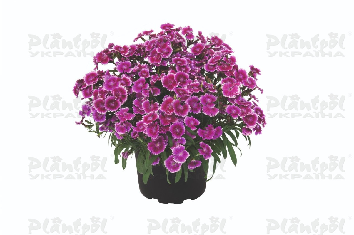 Гвоздика Summer Diamonds Little Violet