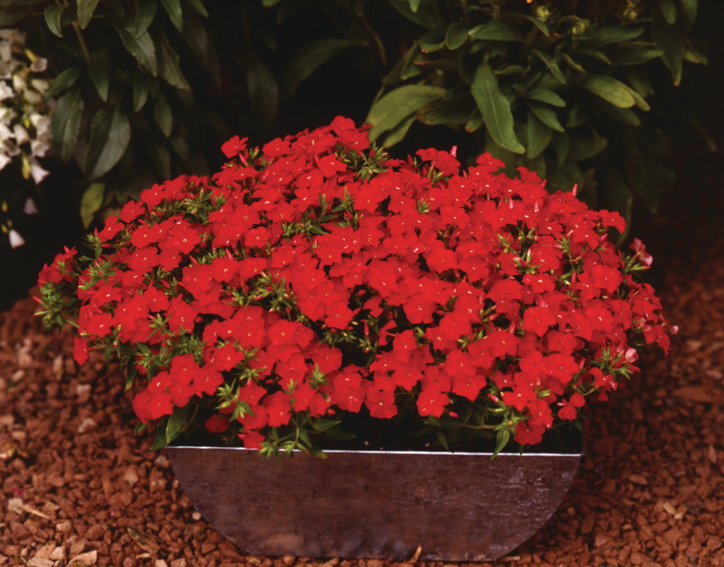 Флокс drummondii Dolly Scarlet (288 палета/Florensis)