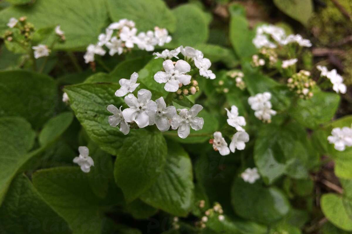 Бруннера Betty Bowring (Vitroflora)