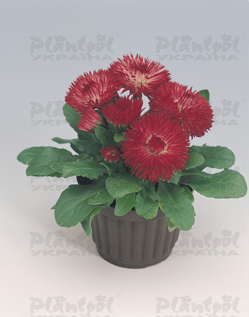 Стокротки bellis perennis Roggli Red