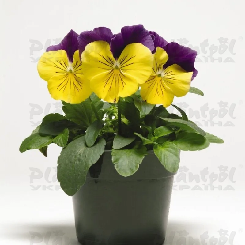 Фото 2