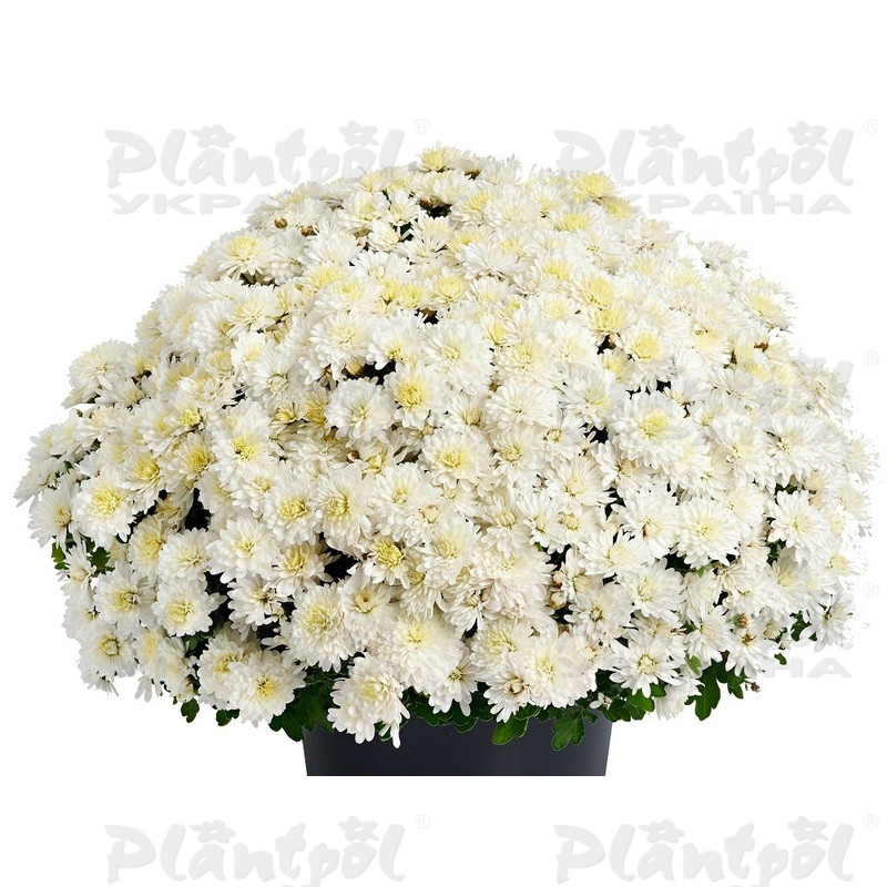 Хризантема дрібноквіткова горшкова Amelie White (Vitroflora)