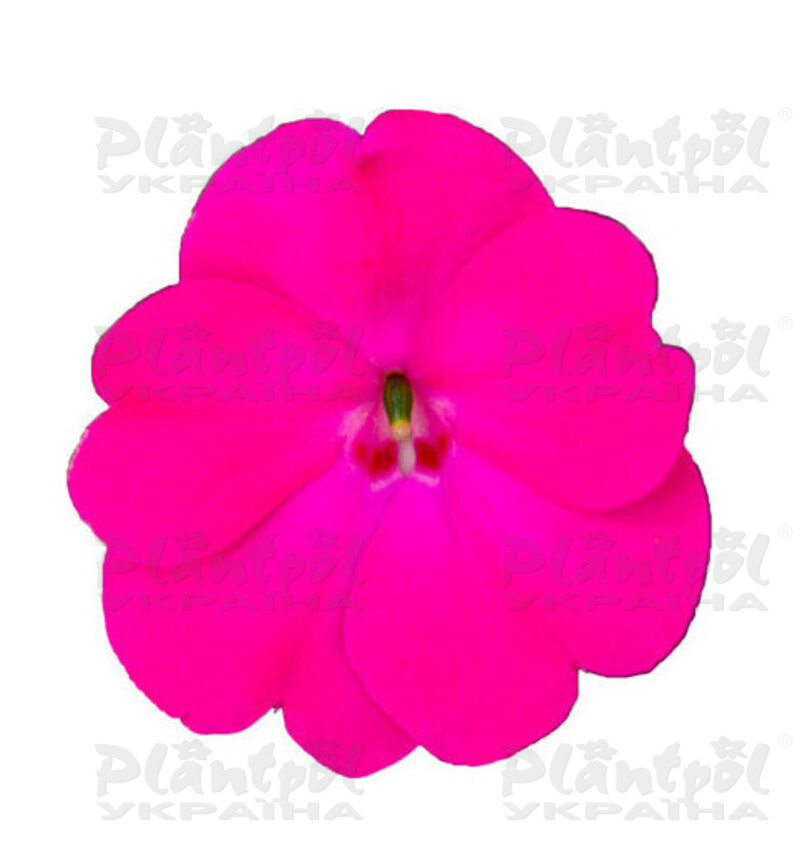 Імпатієнс Sunpatiens Patio Rose Pink