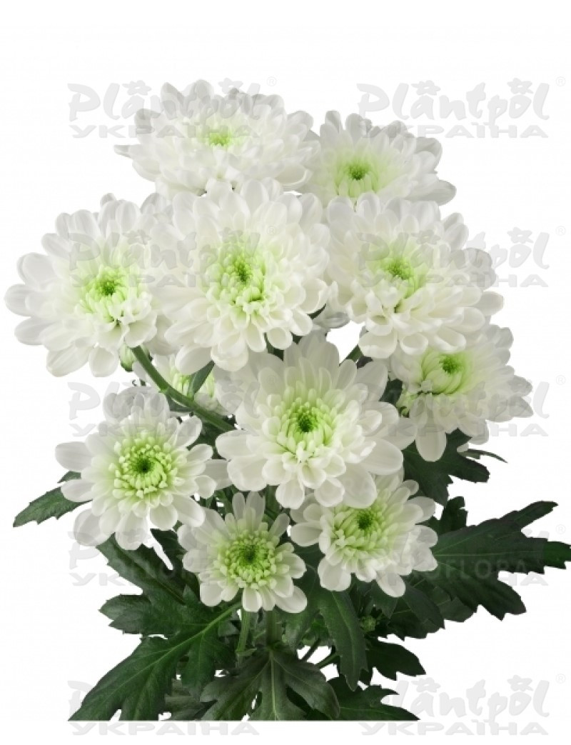 Хризантема зрізна галузкова Altaj (Vitroflora)