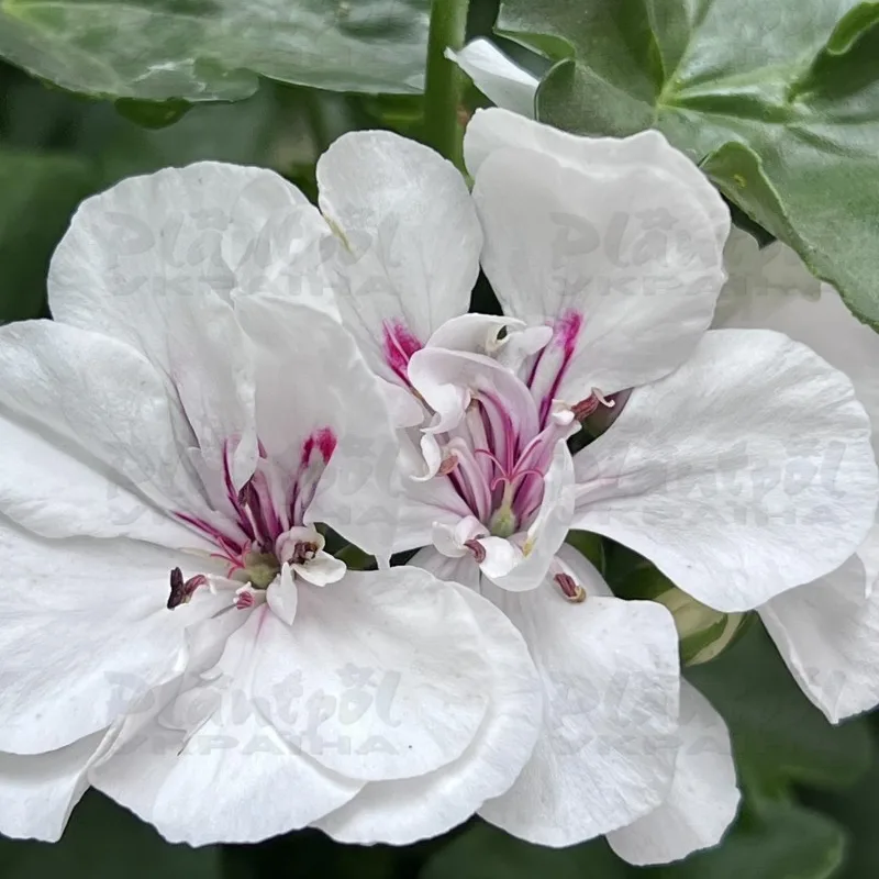 Фото 6