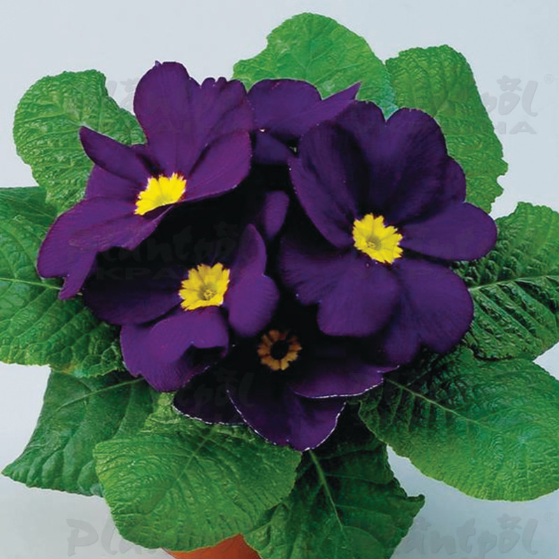 Примула vulgaris Unistar F1 Blue