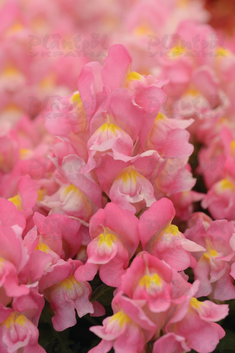 Антірінум majus Snapshot F1 Pink (288 палета/Florensis)