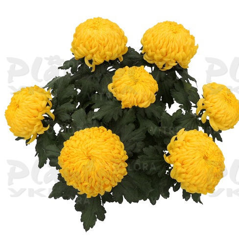 Хризантема великоквіткова горшкова Belattia (Vitroflora)