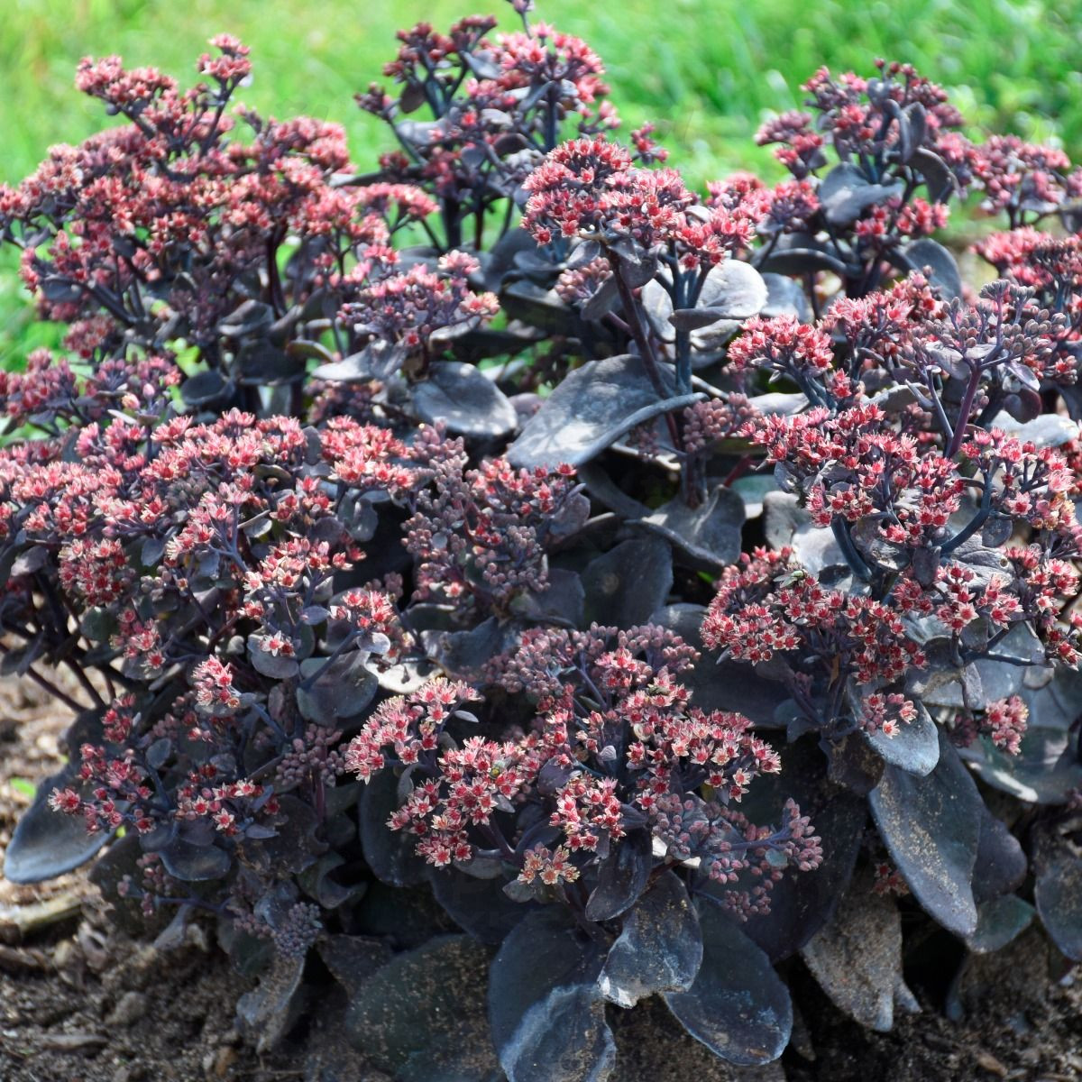 Седум Rock N Grow Back in Black (Plantpol)