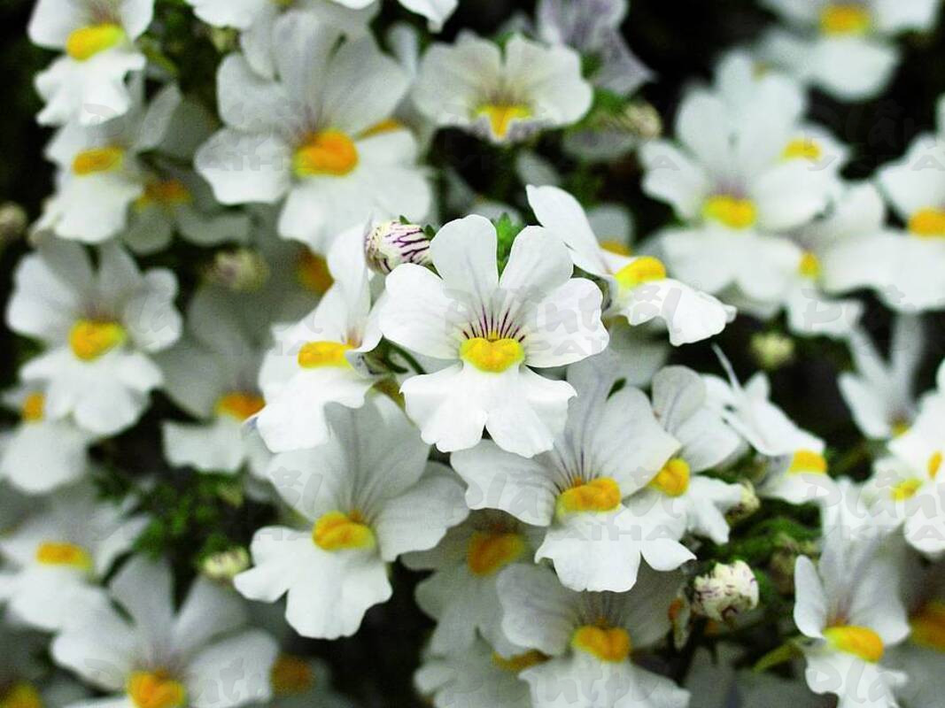 Немезія Sunsatia Anona
