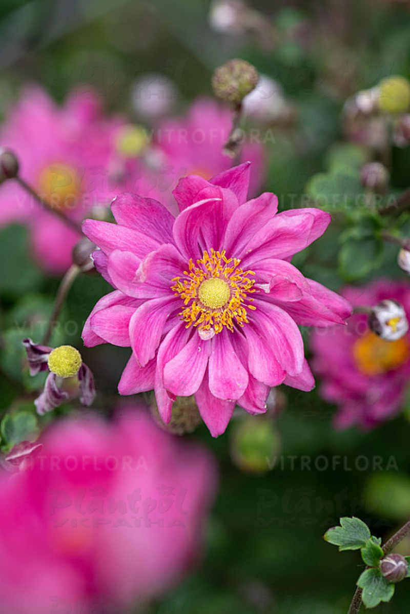 Анемона Garden Breeze Rosy Red (Vitroflora)