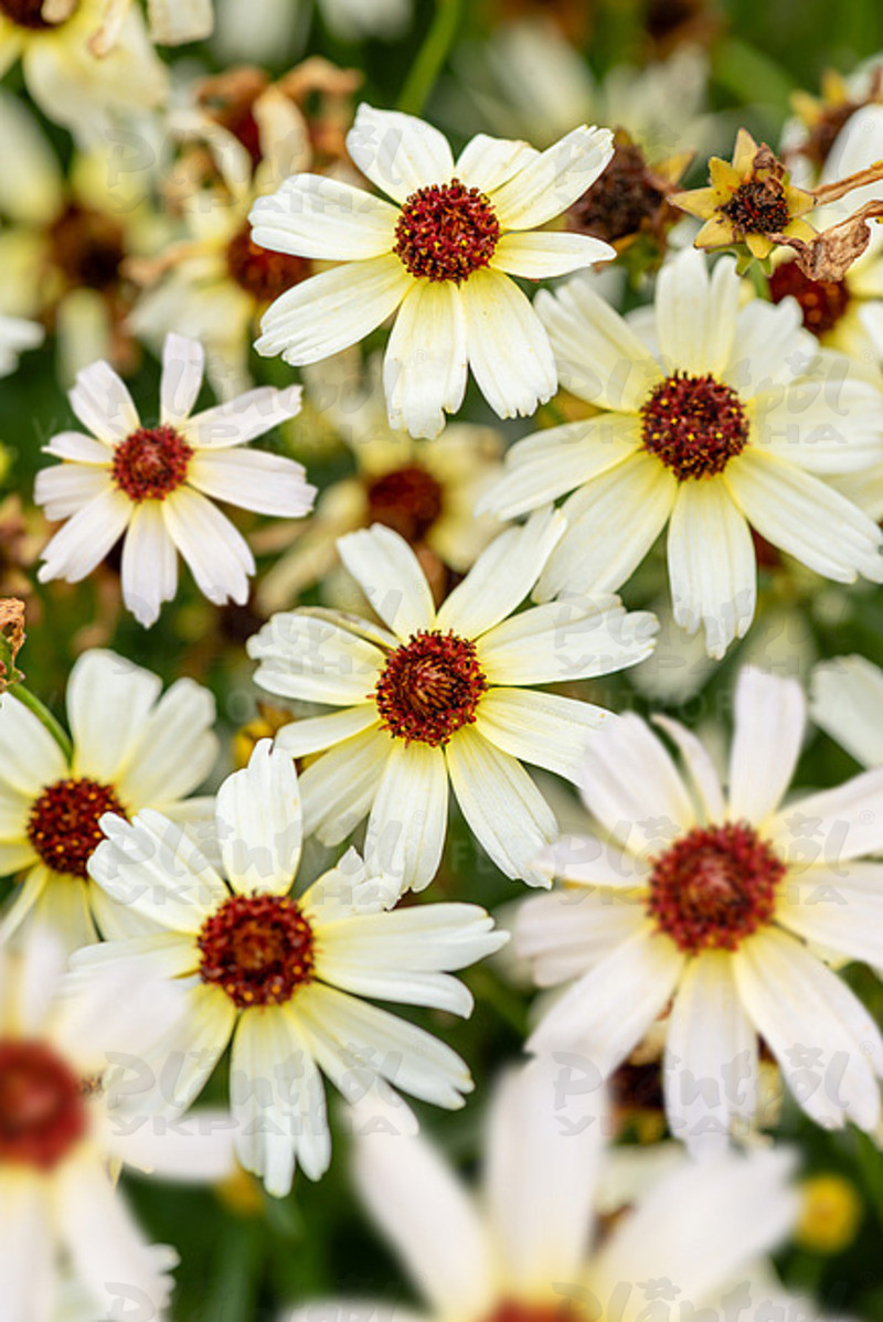 Кореопсис Fool`s Gold (Vitroflora)
