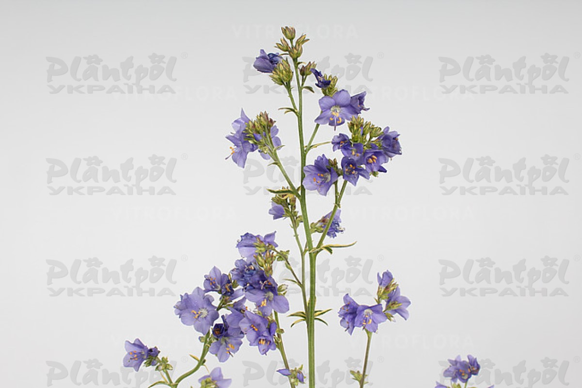 Полемоніум Brise d`Anjou (Vitroflora)