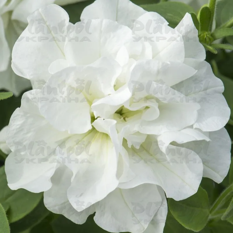Фото 3