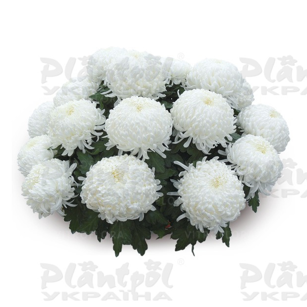 Хризантема великоквіткова горшкова Angelys (Vitroflora)