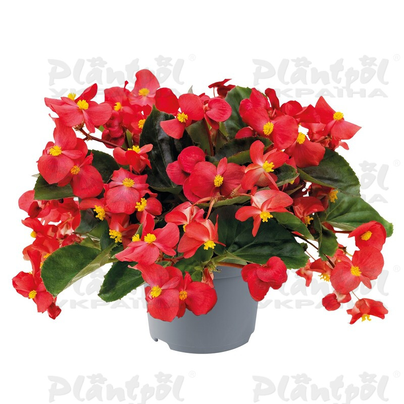 Бегонія Hybrida Big Red Green Leaf (84 палета/Florensis)