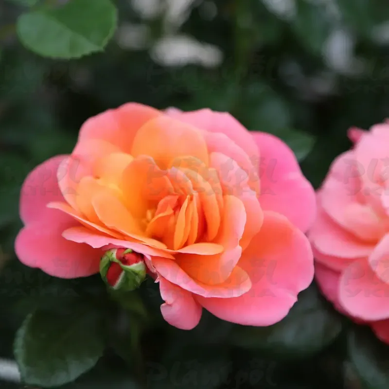 Фото 2