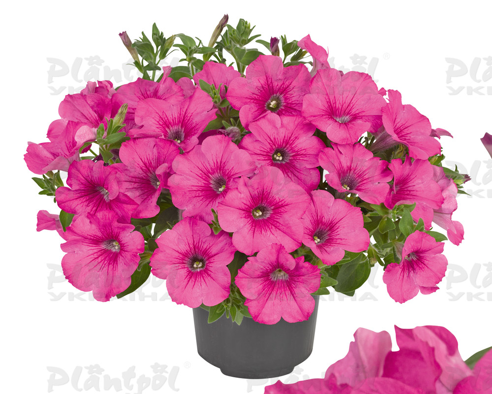 Петунія Fanfare Hot Rose (Vitroflora)