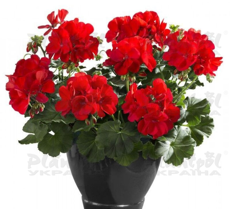 Пеларгонія напiвампельна Champion Fire Red