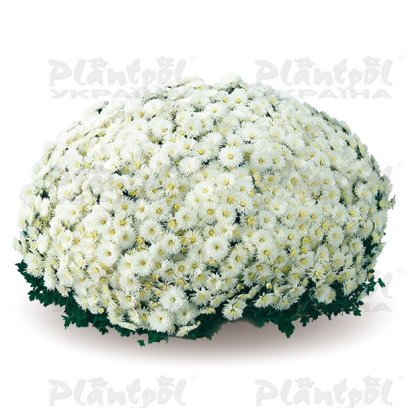 Хризантема дрібноквіткова горшкова Elda White