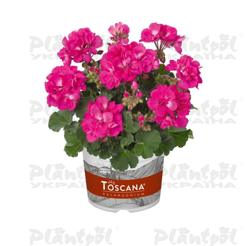 Пеларгонія зональна Dolce Vita Klaas Lilac