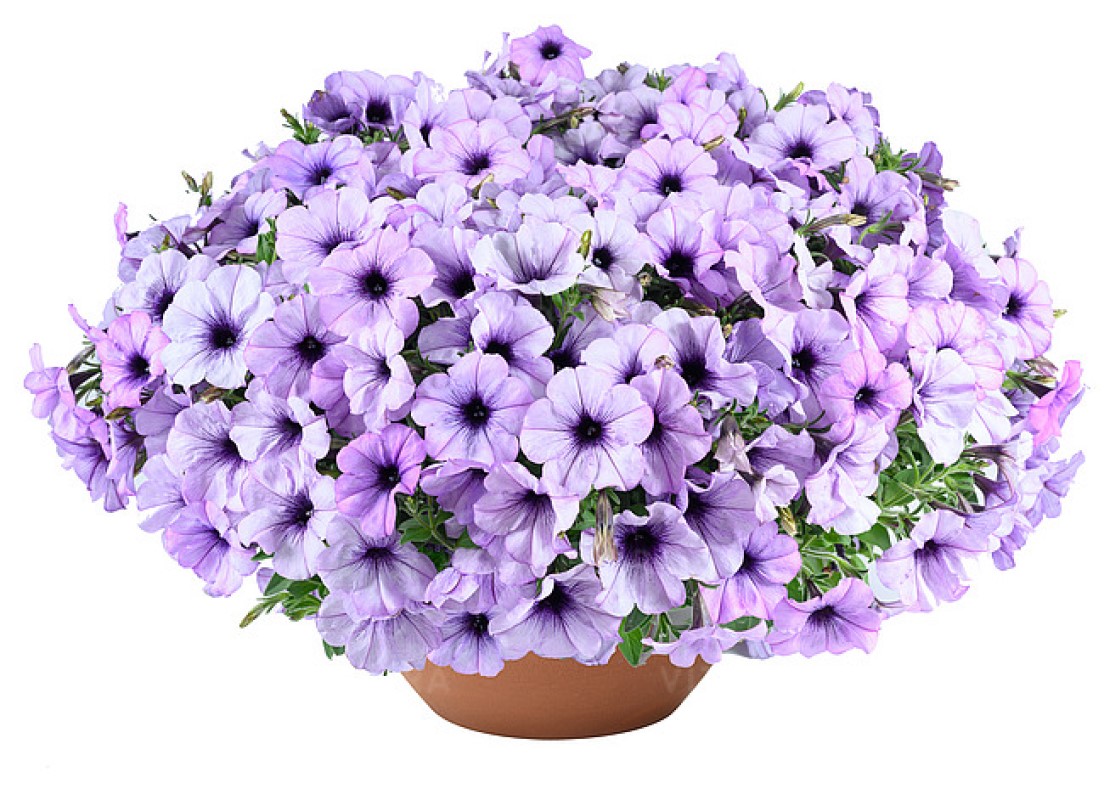 Петунія Cascadias Lavender Ice