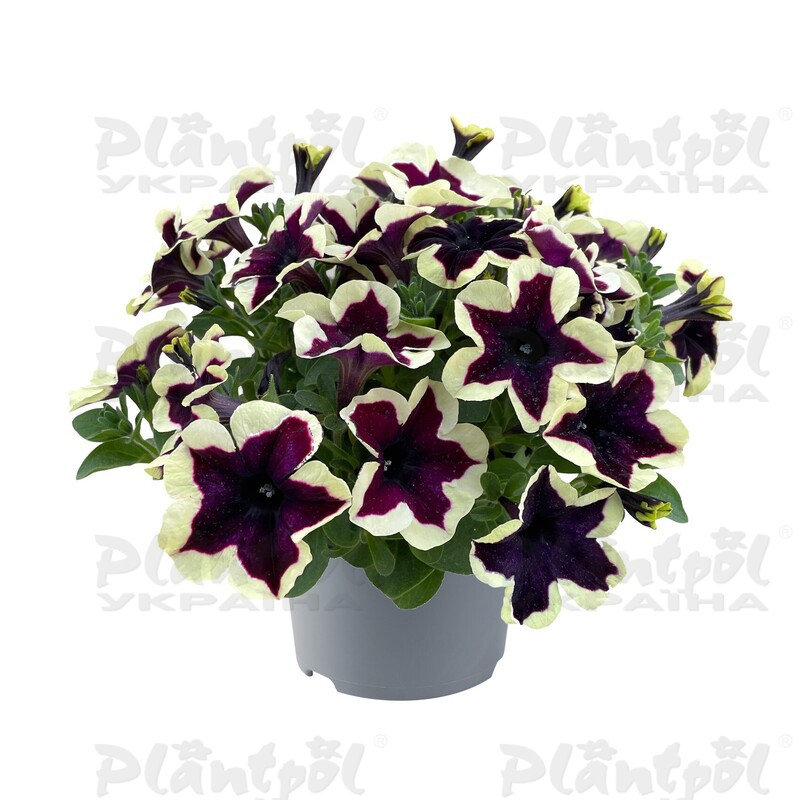 Петунія Go-Tunia French Kiss