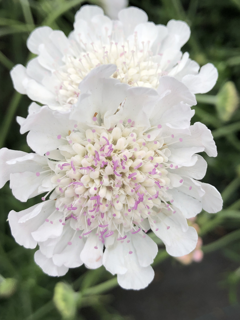 Скабіоза Kudo White (Florensis)