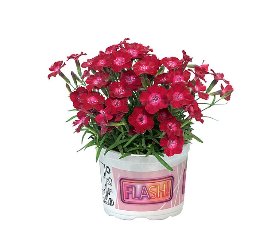 Гвоздика Diantica Red Flash