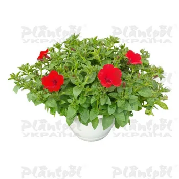 Фото 3
