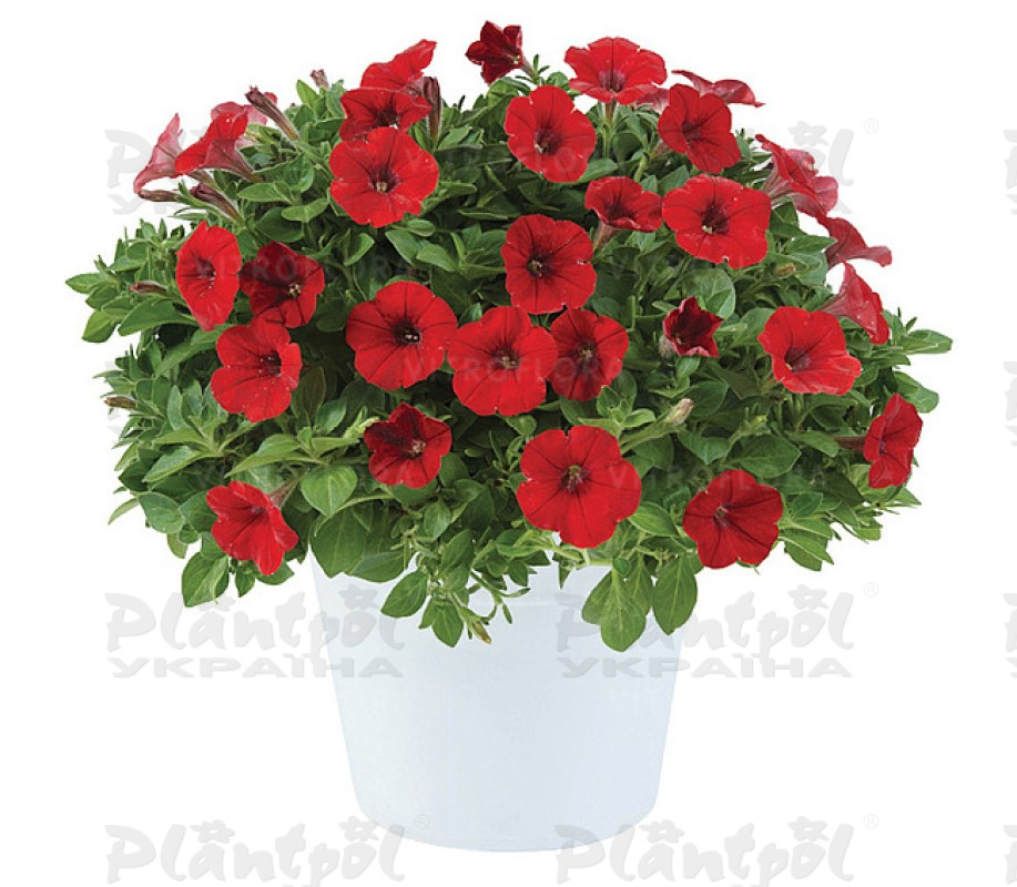Петунія Littletunia Bright Red