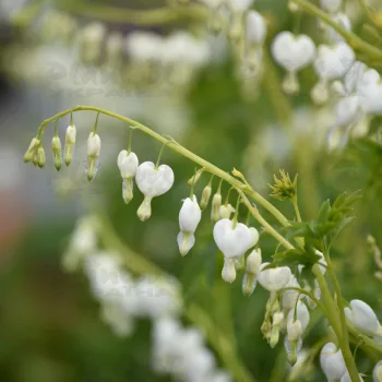 Фото 1
