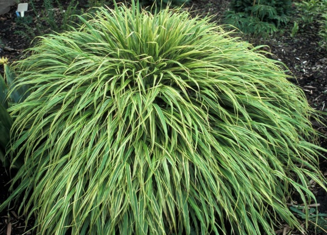 Хаконхлоя  macra Albo-striata (Vitroflora)