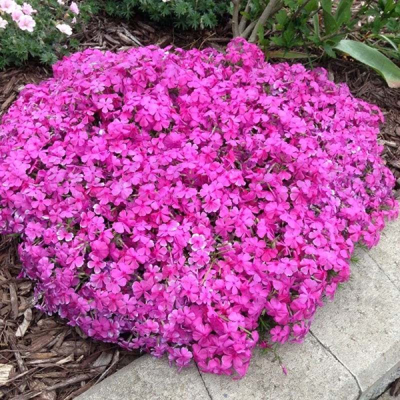 Флокс subulata Drummond Pink (Vitroflora)