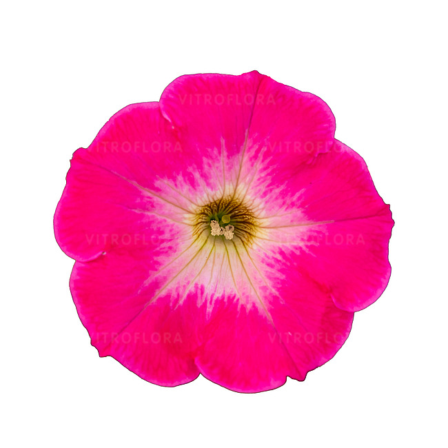 Петунія Tea Rose Morn