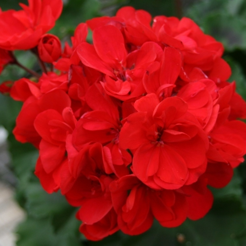 Пеларгонія зональна Abelina