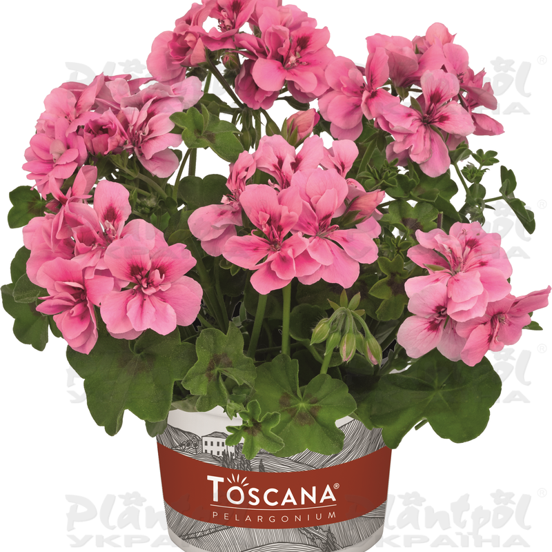 Пеларгонія ампельна Big 5 Light Pink